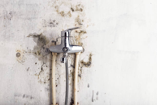 Best Mold Removal Process  in Romoland, CA