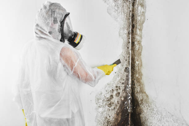 Best Affordable Mold Removal  in Romoland, CA