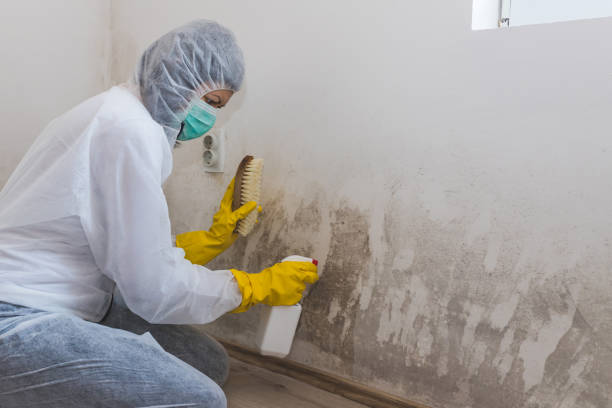 Best Professional Mold Removal  in Romoland, CA