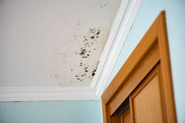 Professional Mold Removal in Romoland, CA