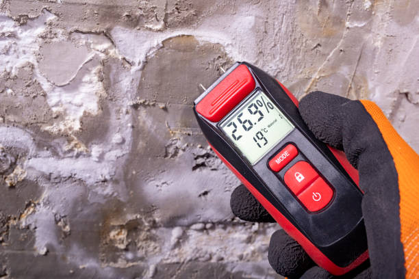 Best Mold Removal Company Near Me  in Romoland, CA