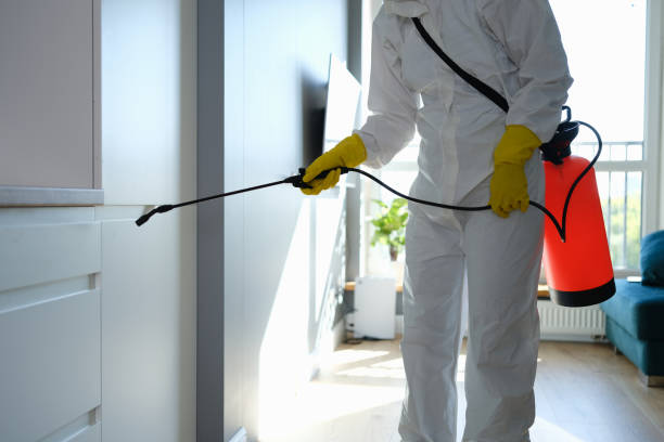 Best Mold Removal Near Me  in Romoland, CA
