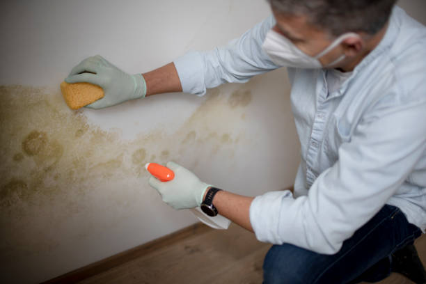 Best Mold Removal Company Near Me  in Romoland, CA
