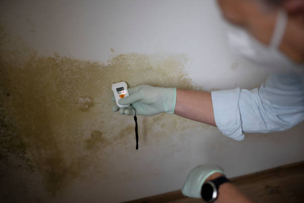 Best Mold Inspection  in Romoland, CA