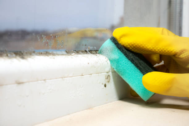 Best Fast Mold Removal  in Romoland, CA