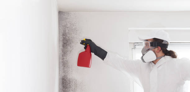 Best Home Mold Removal  in Romoland, CA