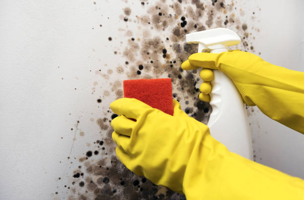 Best Commercial Mold Removal  in Romoland, CA