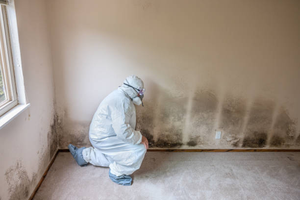Romoland, CA Mold Removal Company