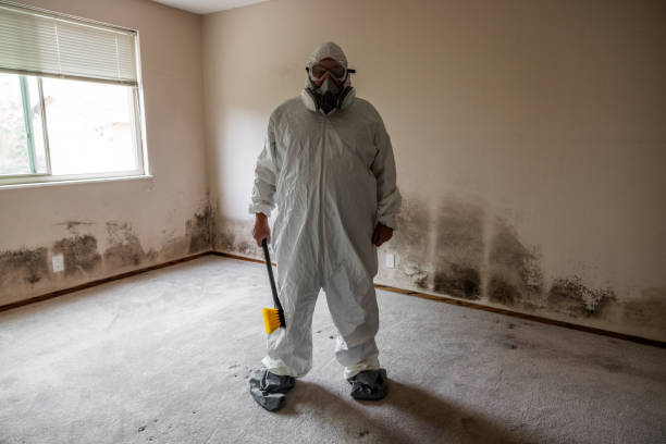 Certified Mold Removal in Romoland, CA