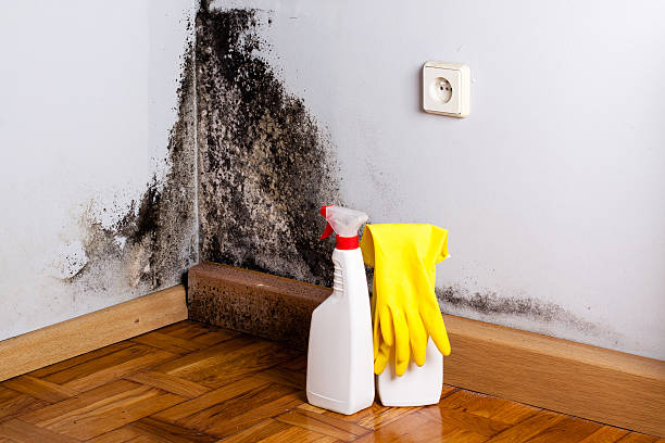 Best Attic Mold Removal  in Romoland, CA