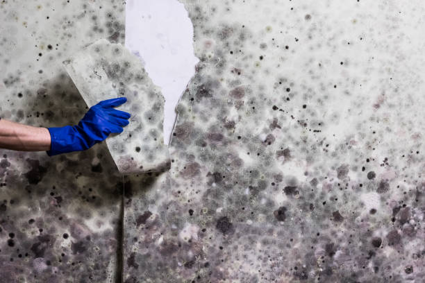 Best Black Mold Removal  in Romoland, CA