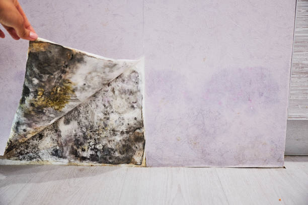 Romoland, CA Mold Removal Pros
